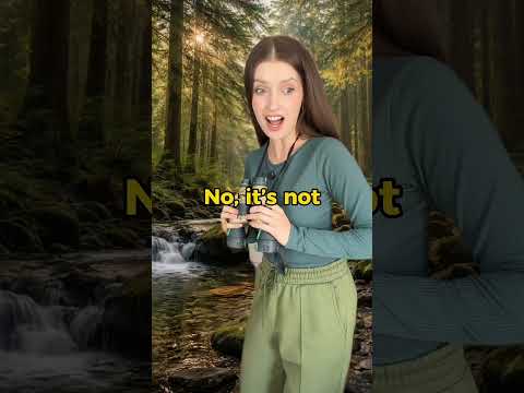 At the restaurant 🆚 in the forest #englishtips #learnenglish