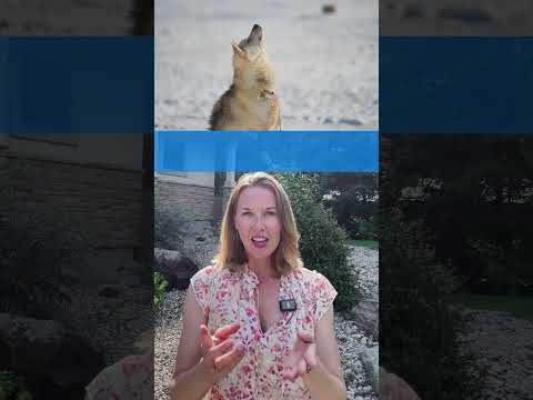 Can YOU Guess The Sound? Sound Names You Didn't Know in English!  #english #englishteacher