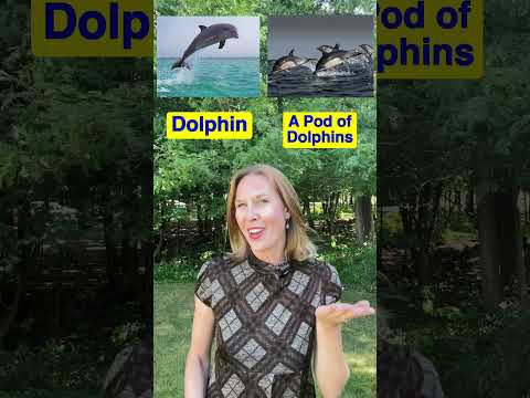 Did you know? A group of GIRAFFE is called a TOWER!