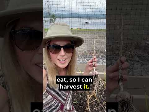 I just harvested this garlic from my garden! 🧄