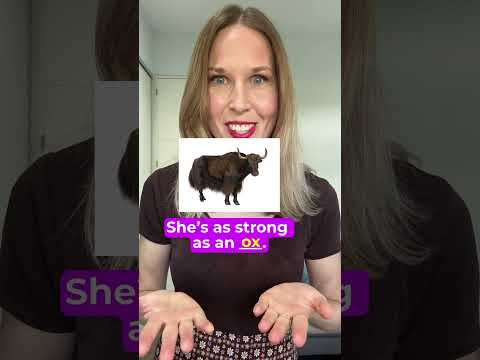 She's as busy as a 🐝! Learn these English Animals Idioms #idioms #learnenglish