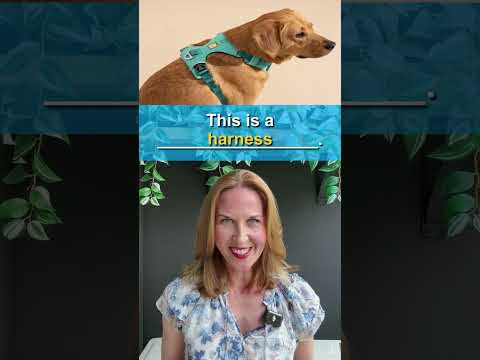 This is a 🦴? Pet Vocabulary #english