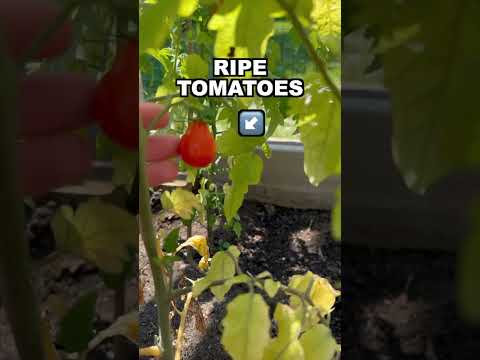 Unripe and Ripe (English FOOD Vocabulary)